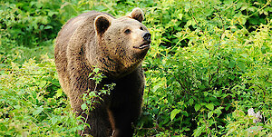 Nationalpark Bayerischer Wald